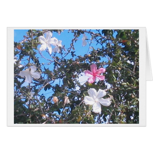 rosa/vitt hibiscus-kort hälsningskort (Framsidan Horizontal)