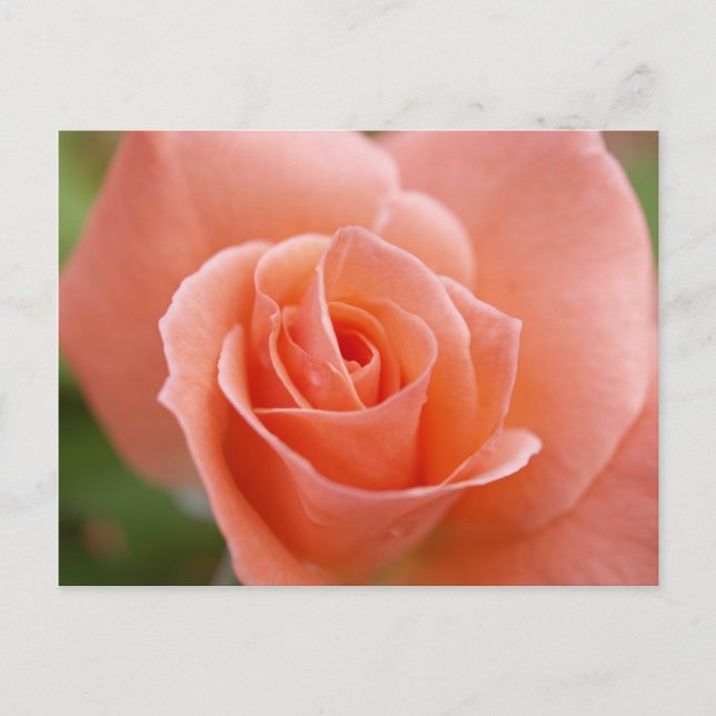 Rosa Vykort (Framsida)
