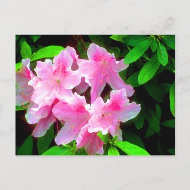  Rosa Vykort (Framsida)