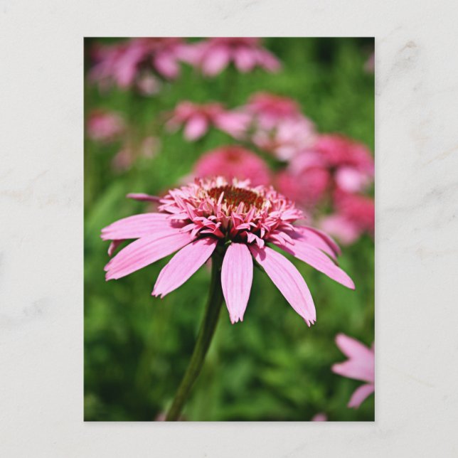 Rosa Vykort (Framsida)