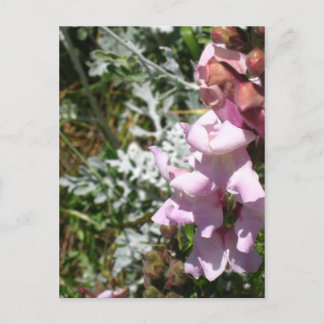 Rosa-vykort för ögonblicksbilder vykort