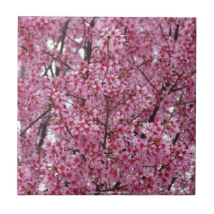 Rosa Wall of Cherry Blommars Tile Kakelplatta