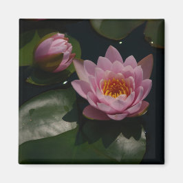 Rosa Waterlilies Magnet