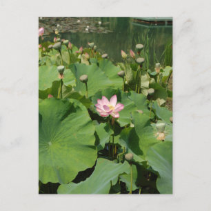 Rosa Waterlily Lotus Flower i en damm under summer Vykort