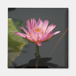 Rosa Waterlily Lotus magnet
