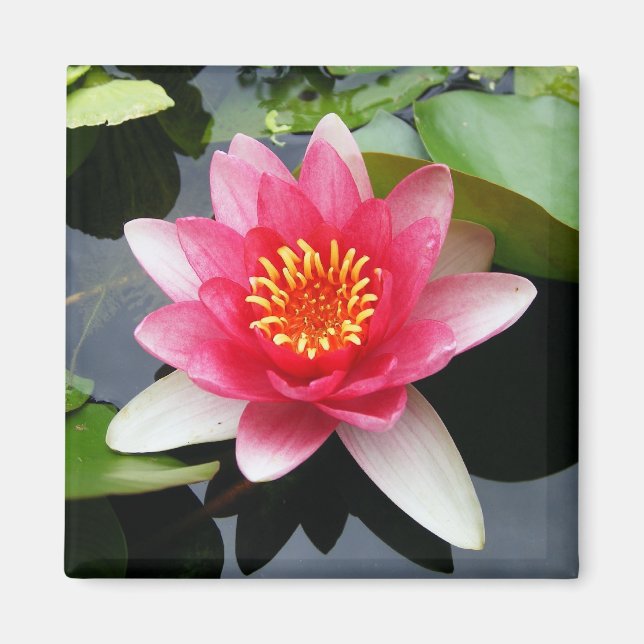 Rosa Waterlily Magnet (Framsidan)