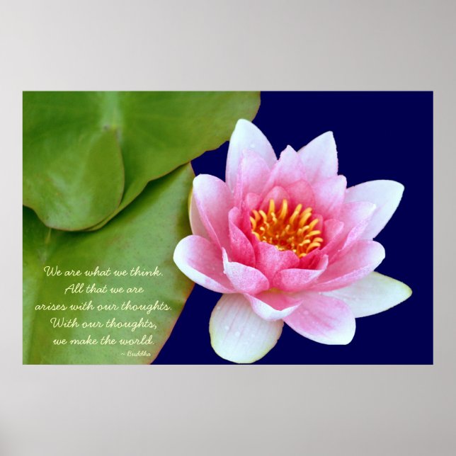 Rosa Waterlily med buddha-citat Poster (Framsidan)