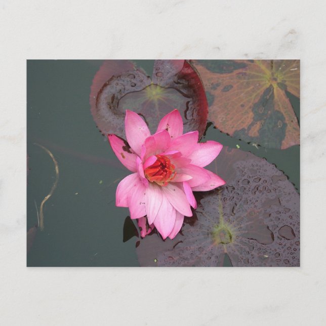 Rosa Waterlily Vykort (Framsida)