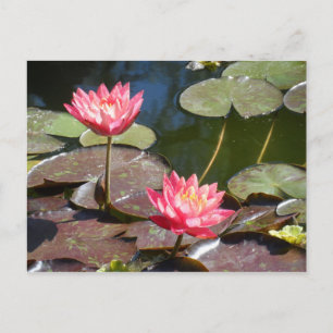 Rosa Waterlily Vykort