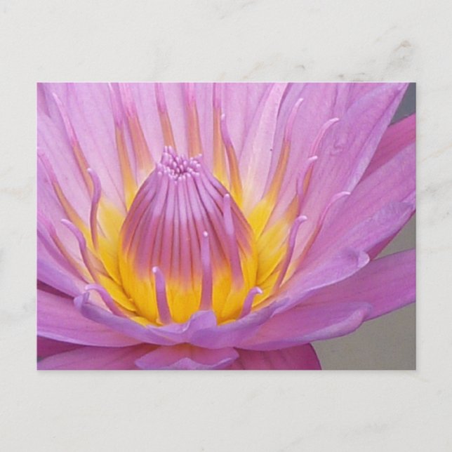 Rosa Waterlily vykort (Framsida)