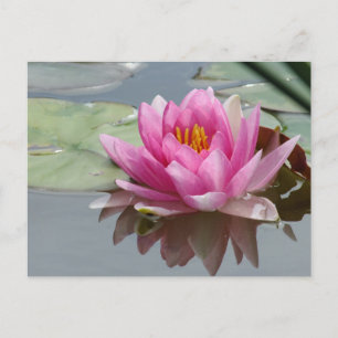 Rosa Waterlily vykort
