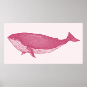 Rosa Whale Poster