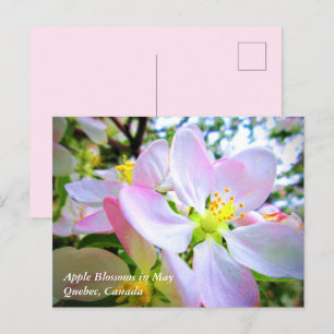 Rosa White Apple-Blommar i maj Canada Postcard Vykort