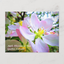 Rosa White Apple-Blommar i maj Canada Postcard Vykort
