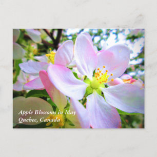 Rosa White Apple-Blommar i maj Kanada Vykort
