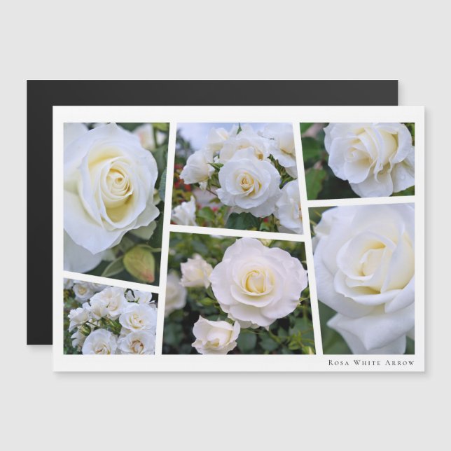 Rosa White Arrow (Fram/baksida)