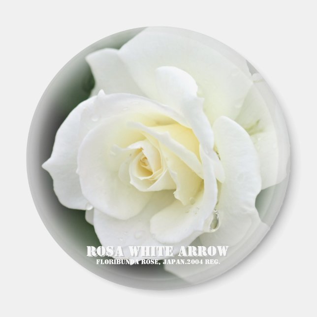 Rosa White Arrow Magnet (Framsidan)