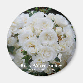 Rosa White Arrow Magnet