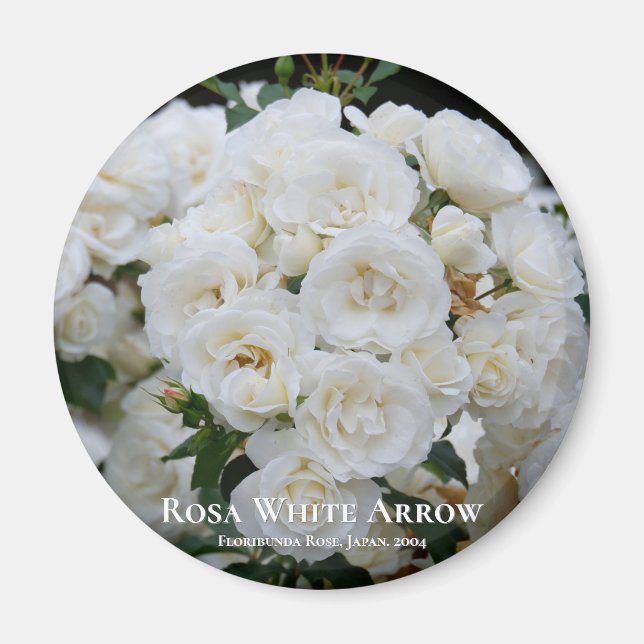 Rosa White Arrow Magnet (Framsidan)
