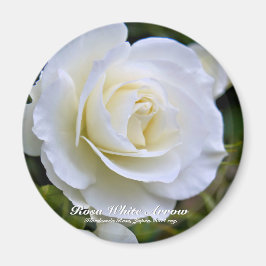 Rosa White Arrow magnet