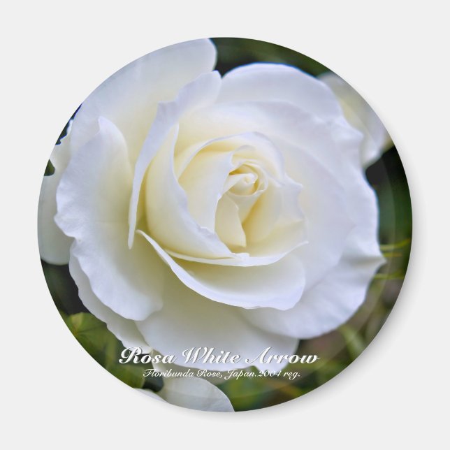 Rosa White Arrow magnet (Framsidan)