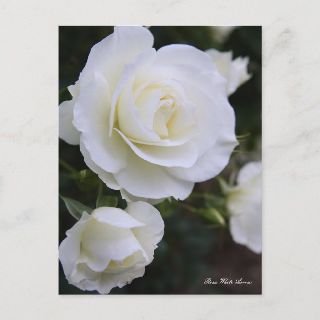 Rosa White Arrow：Postcard Vykort (Framsida)