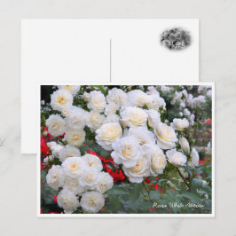 Rosa White Arrow Vykort