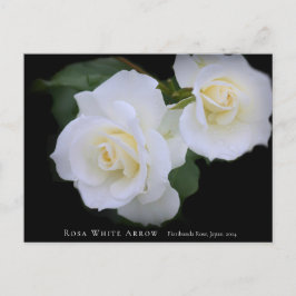 Rosa White Arrow Vykort
