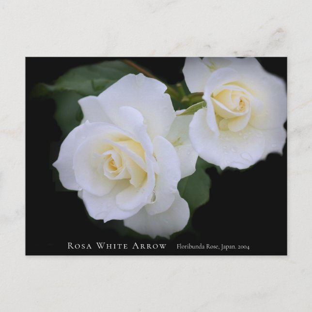 Rosa White Arrow Vykort (Framsida)