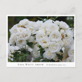 Rosa White Arrow Vykort