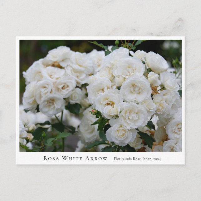 Rosa White Arrow Vykort (Framsida)