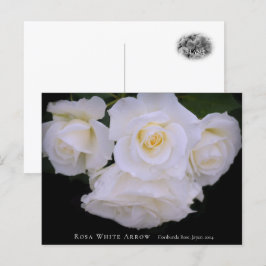Rosa White Arrow Vykort