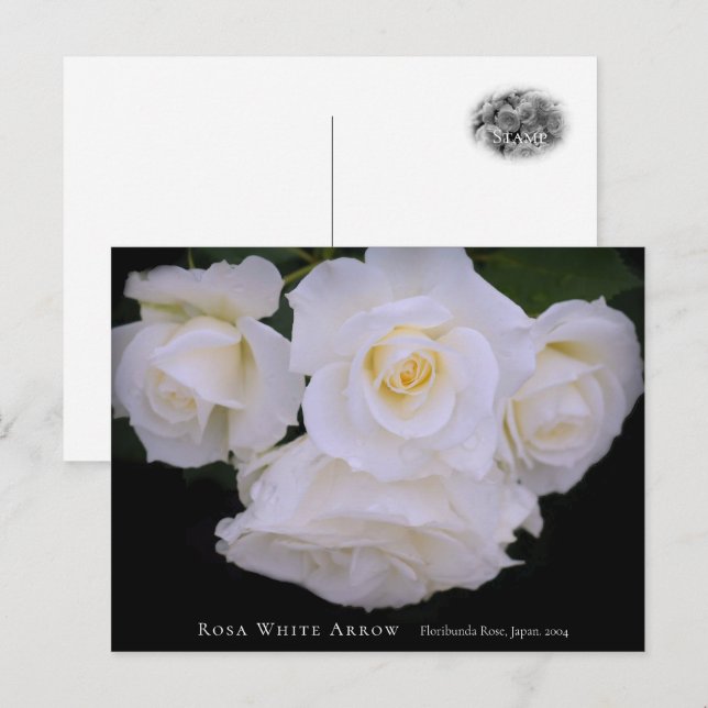 Rosa White Arrow Vykort (Fram/baksida)