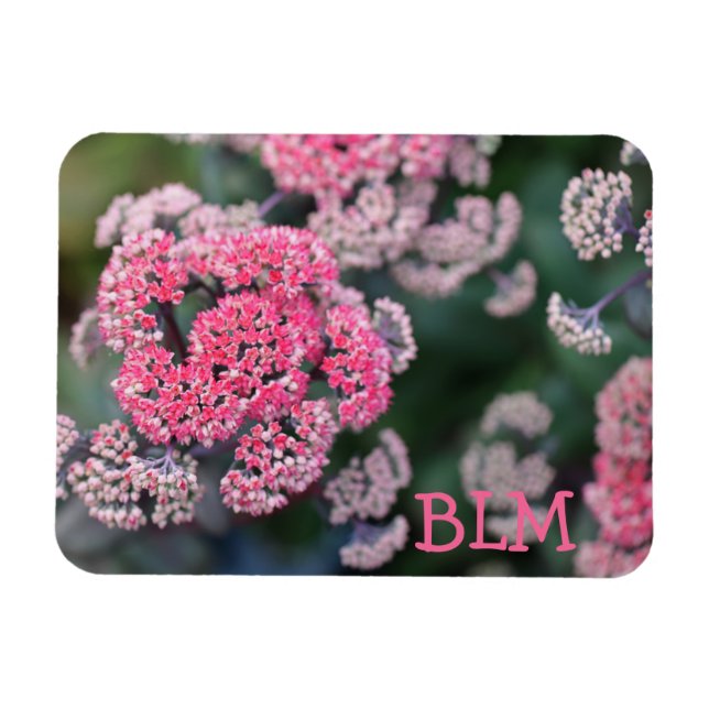 Rosa & White Butterfly Stonecup Flowers Magnet (Horisontell)