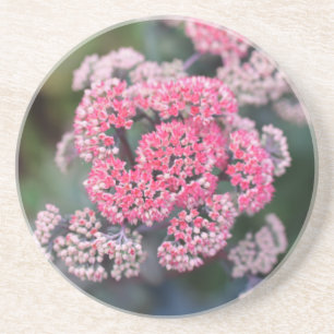 Rosa & White Butterfly Stonecup Flowers Underlägg