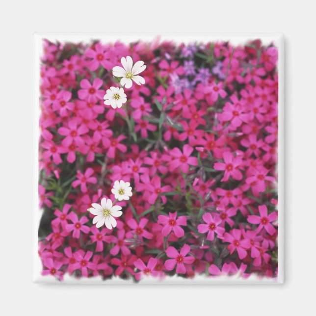 Rosa & White Flowers Magnet (Framsidan)