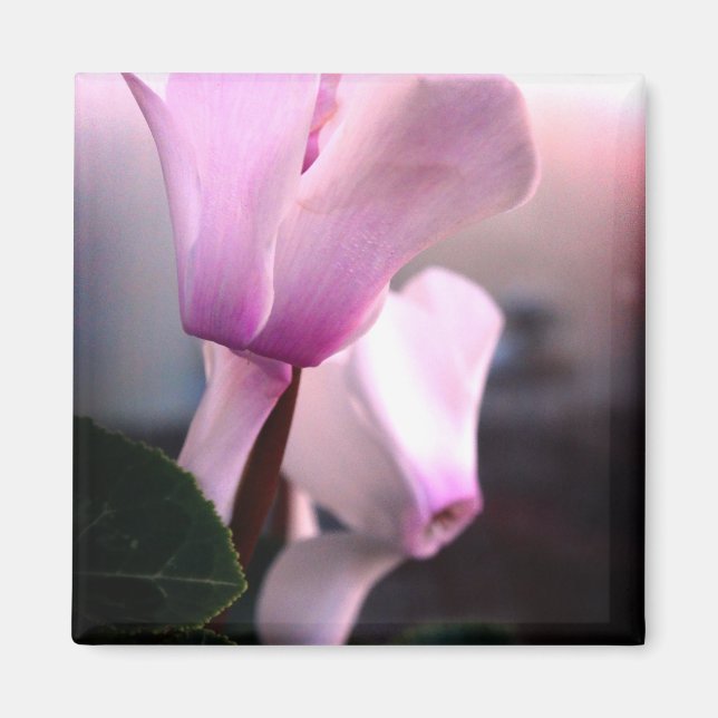 Rosa White Flowers Photo Square Magnet (Framsidan)