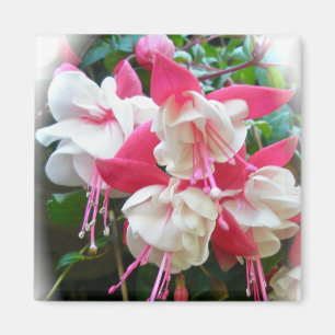 Rosa & White Fuschia Magnet