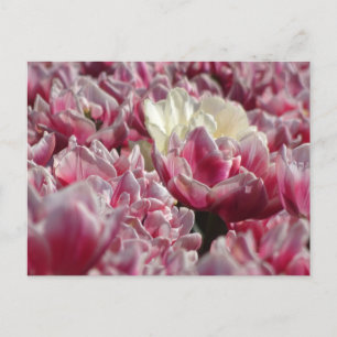 Rosa White Tulips Mönster DIY vykort