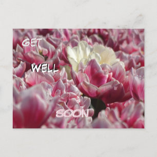 Rosa White Tulips Mönster Get well Soon Postcard Vykort