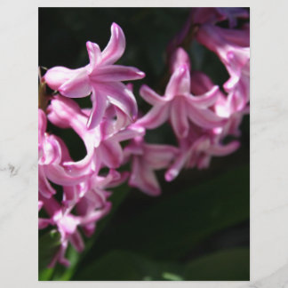 Rosa-White Vår blommor