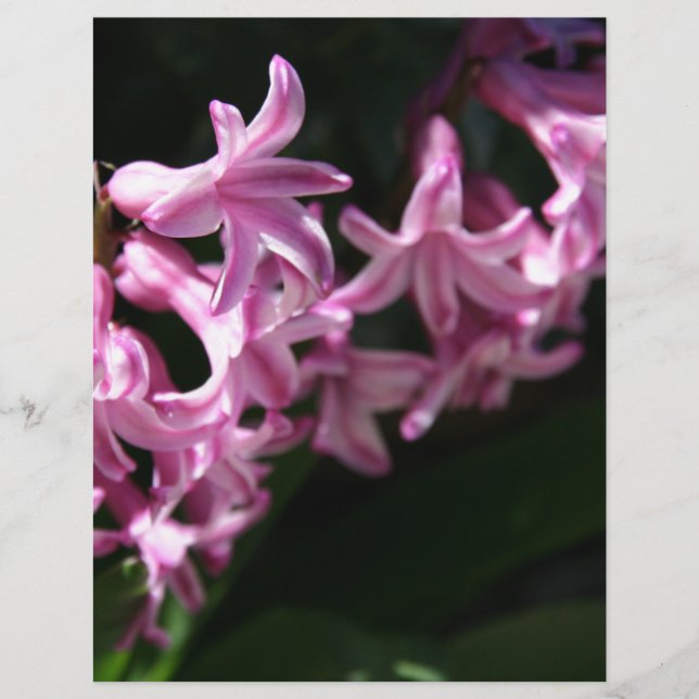 Rosa-White Vår blommor (Framsida)