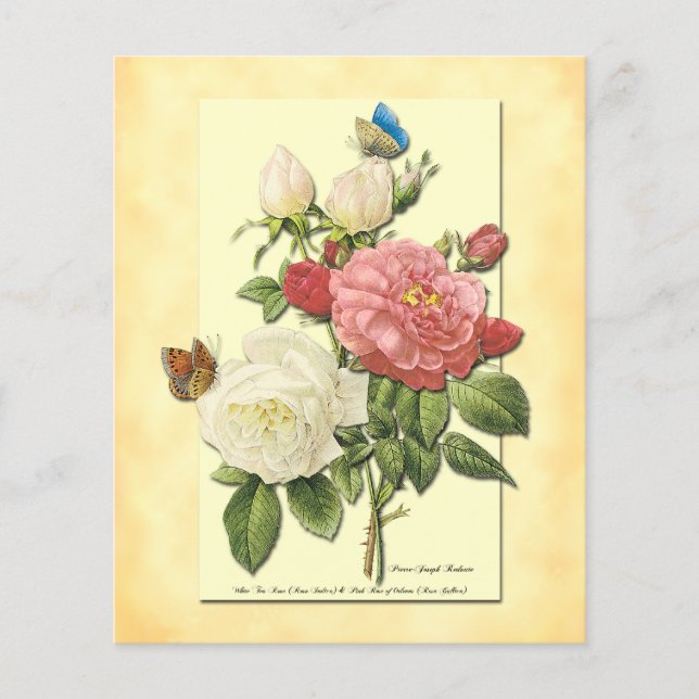Rosa White Vintage Botaniskt Ro Flyer-mall Flygblad (Framsidan)