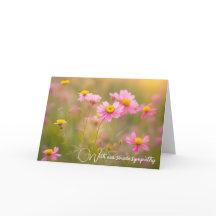 Rosa Wildblommes Daisy Sympathy