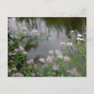 Rosa Wildblommor nära Brook Nature Vykort