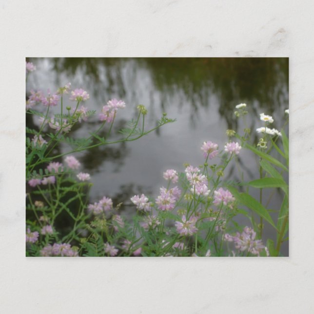 Rosa Wildblommor nära Brook Nature Vykort (Framsida)