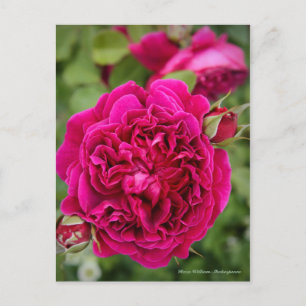 Rosa William Shakespeare [vykort] Vykort