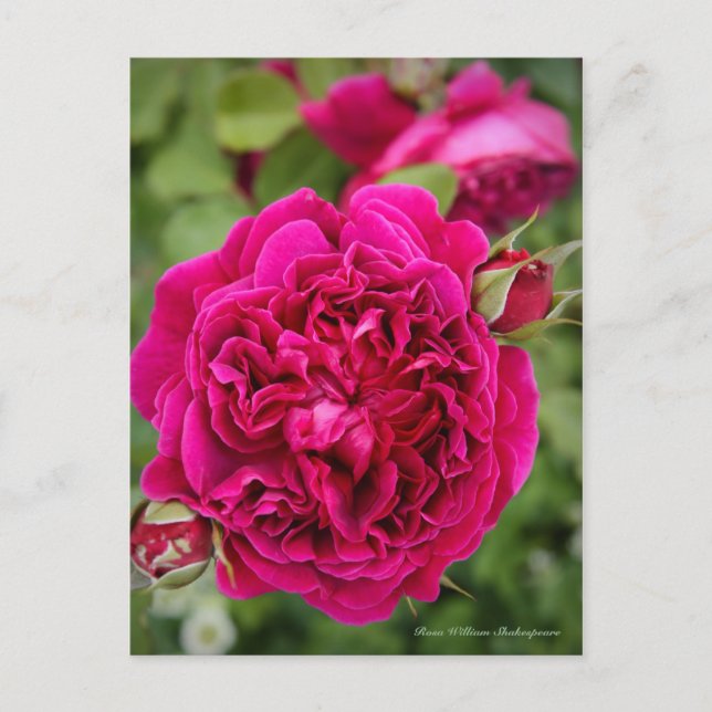 Rosa William Shakespeare [vykort] Vykort (Framsida)