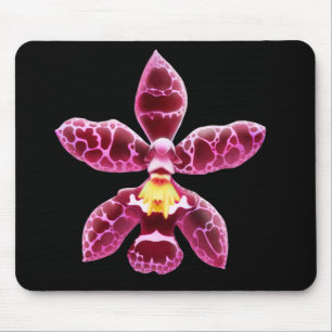 Rosa Wilsonara Orchidblomma Musmatta