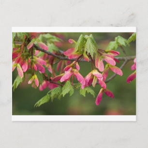 Rosa Winged Sycamore Seeds - Acer pseudoplatanus Vykort